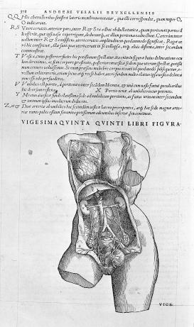 Vesalius anatomy Anatomy of the Female Urogenital System