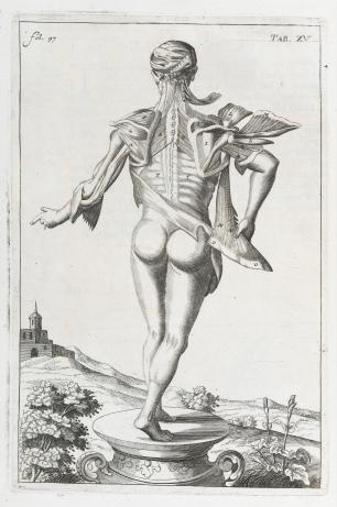 Browne, Tab. XV. Engraving and etching showing the muscles of the back
