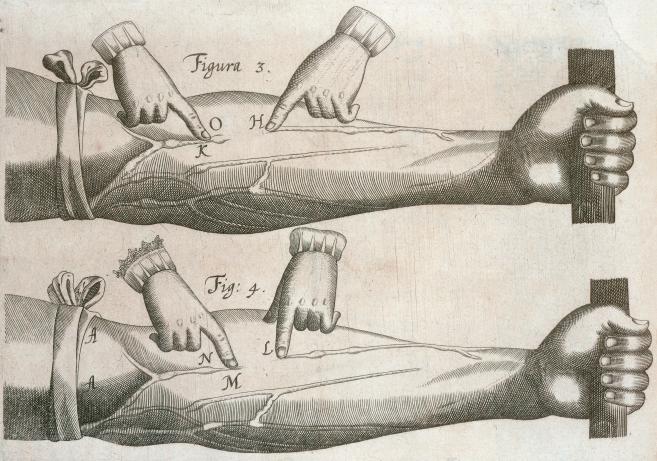 Illustration of blood flow from Harvey De motu cordis